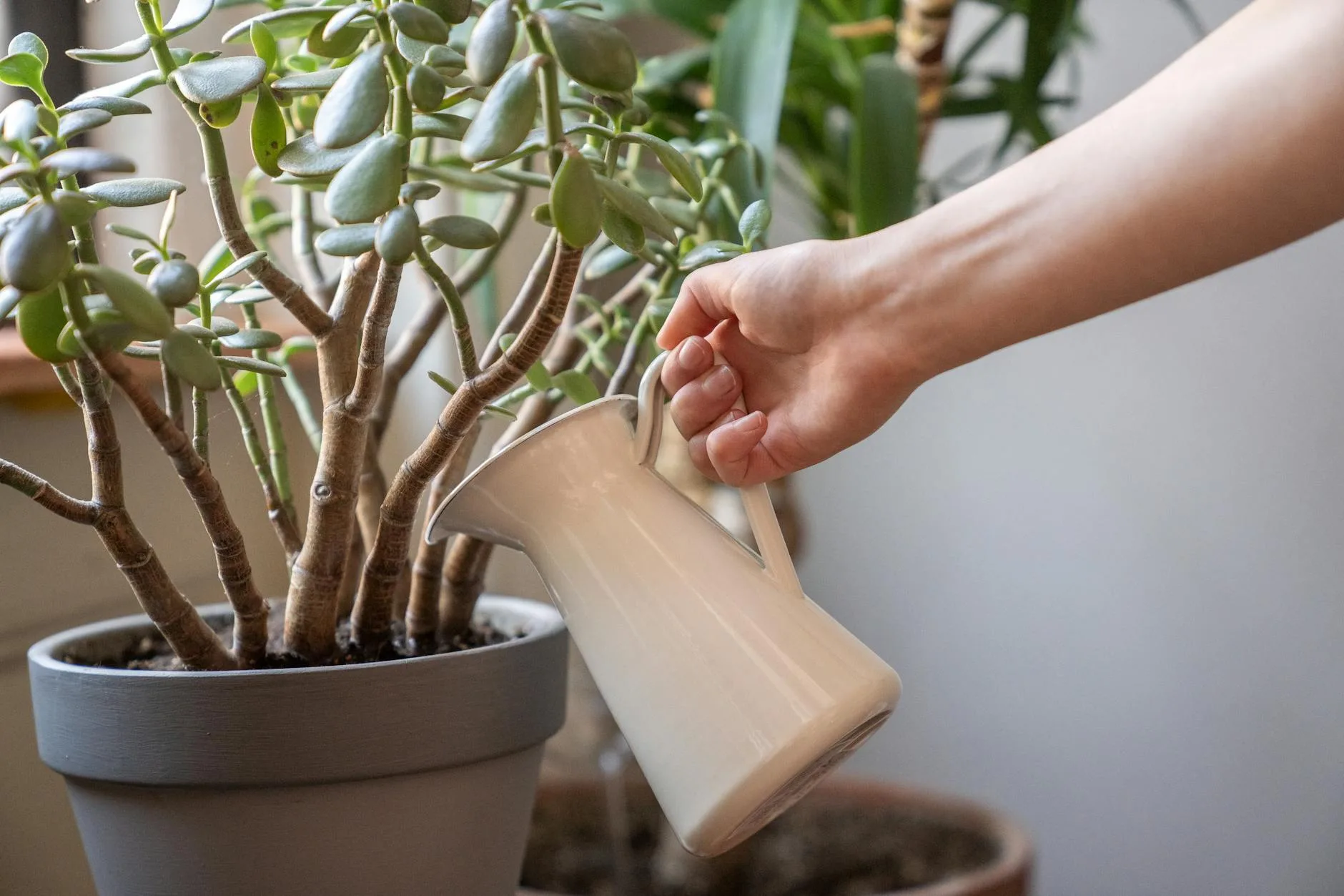 Watering an indoor plant for proper desk plant care