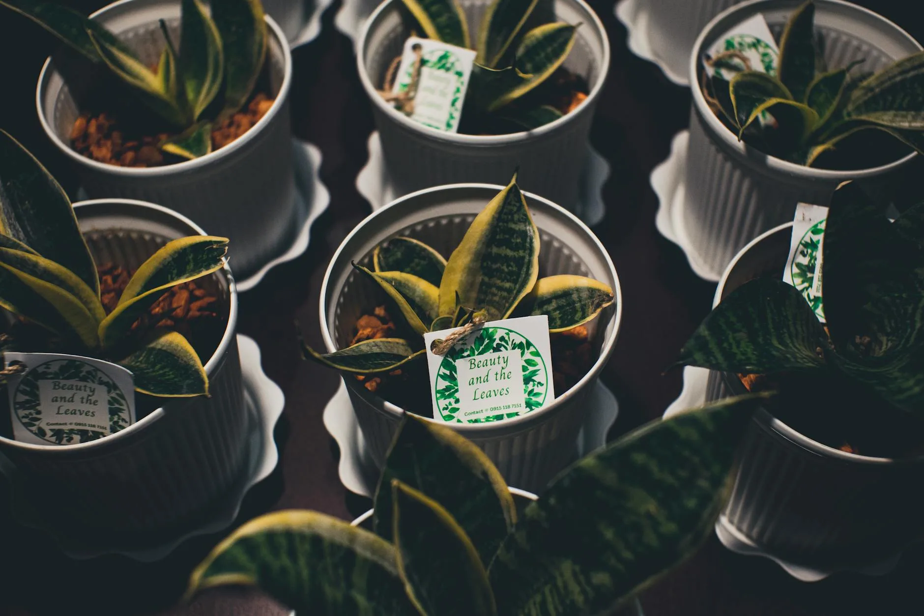 Snake plant in a pot suitable for a desk setup